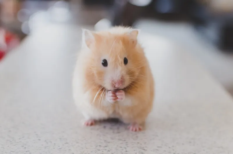 Rodent pest control treatment