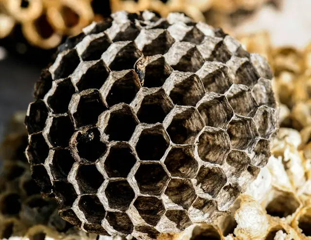 Wasp nest removal