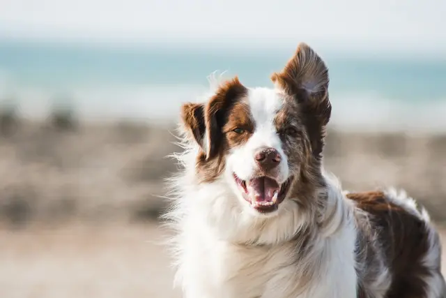 Puppy introduction groom