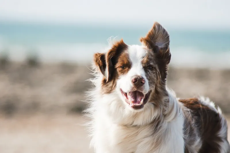 Puppy introduction groom