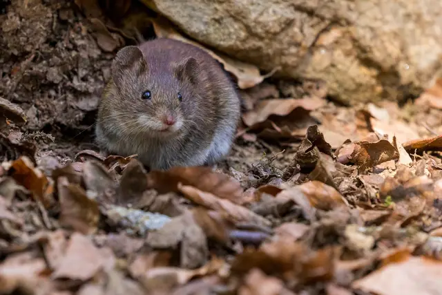 Rodent activity at a property entrance