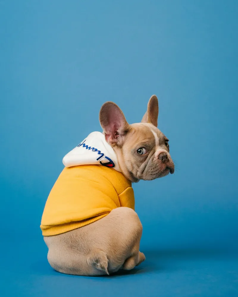 Professional dog groom