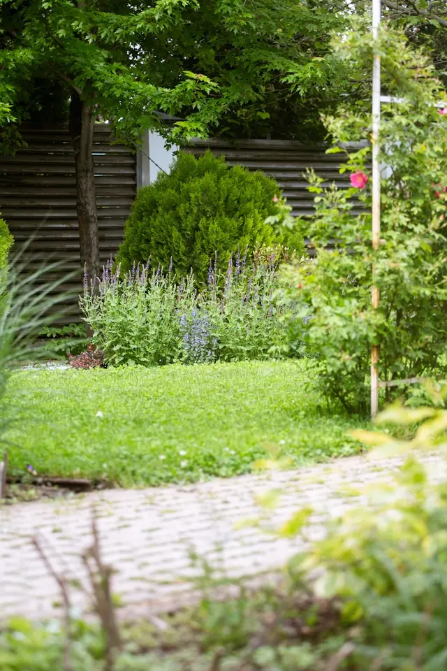 Path and planting beside driveway