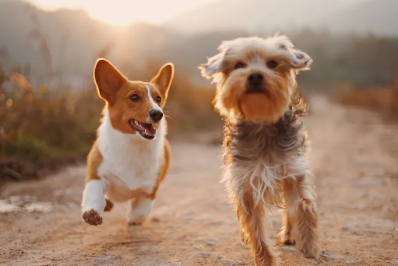 Full dog grooming service